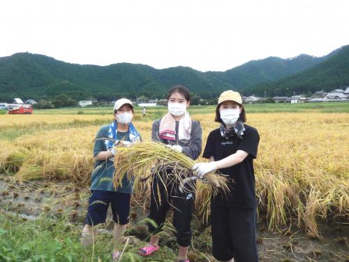 玄米を収穫