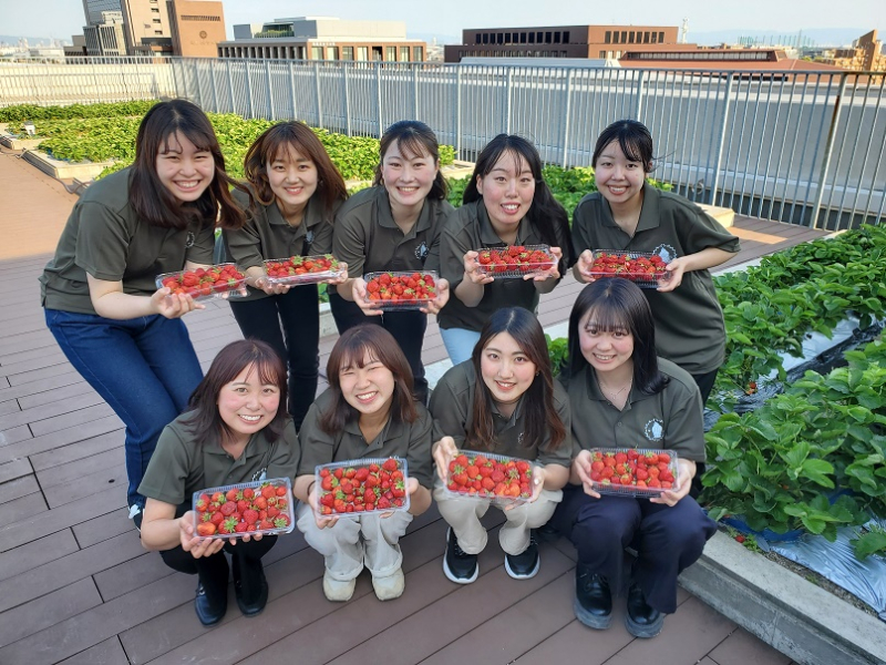 【武庫川女子大学】武庫川女子大学附属幼稚園の園児が、学校教育館の屋上で「鳴尾いちご」を摘みました。