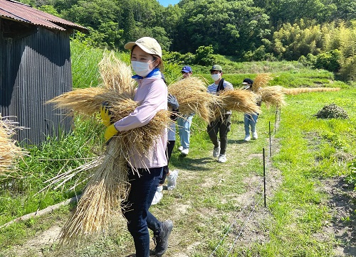 刈り取った大麦を運び出す学生団体「Re.colab KOBE」（通称：リコラボ）の学生たち