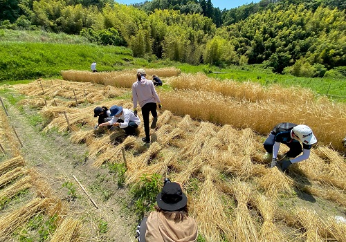 黄金色に実った大麦の穂を手鎌で刈り取る学生たち