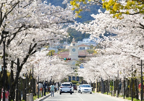 関西学院大学前の桜並木